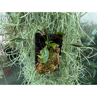 Lepanthes skeleton