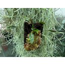 Lepanthes skeleton