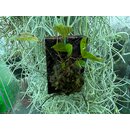 Lepanthes montezumae x posthon