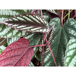 Cissus discolor Ableger