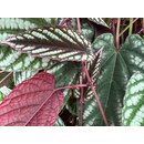 Cissus discolor Cutting