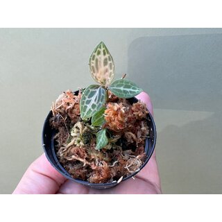 Goodyera schlechtendaliana