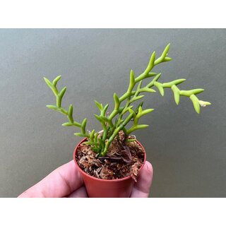 Dendrobium uncatum