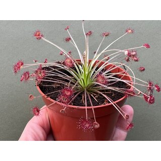 Drosera paradoxa