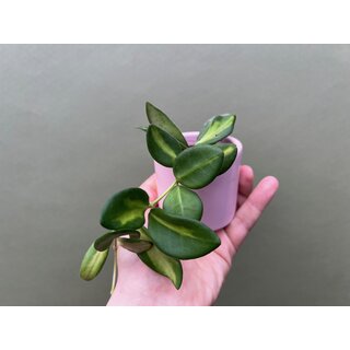 Hoya Burtoniae Variegata Babyplant