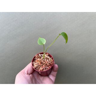 Anthurium rubrinervium Babyplant