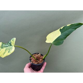 Philodendron domesticum Variegated Ableger