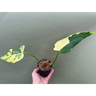 Philodendron domesticum Variegated Ableger