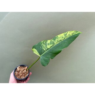 Philodendron domesticum Variegated Ableger