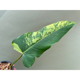 Philodendron domesticum Variegated Ableger