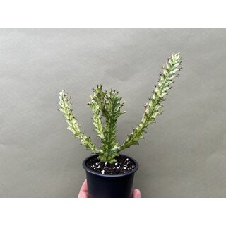 Euphorbia trigona variegata XL Ableger
