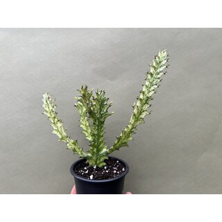 Euphorbia trigona variegata XL 