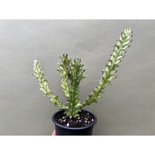 Euphorbia trigona variegata XL 