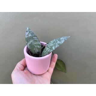 Hoya caudata Babyplant
