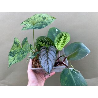 Bens Houseplant Cutting Box