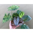 Bens Houseplant Cutting Box