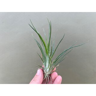 Tillandsia bulbosa x ionantha