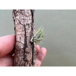 Tillandsia sprengeliana