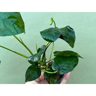 Anubias barteri