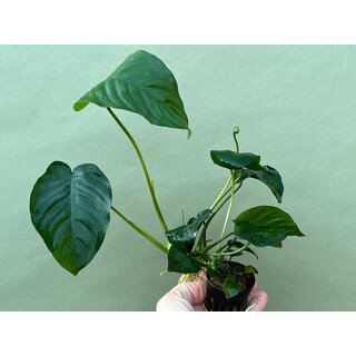 Anubias barteri