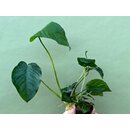 Anubias barteri