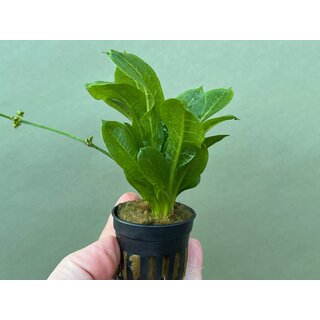 Echinodorus parviflorus