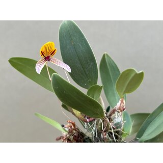 Bulbophyllum bolsteri