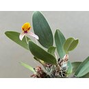 Bulbophyllum bolsteri