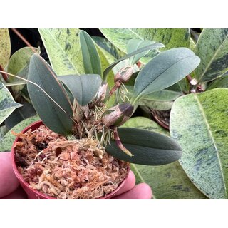 Bulbophyllum taiwanense