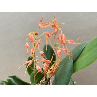 Bulbophyllum taiwanense
