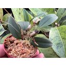 Bulbophyllum taiwanense