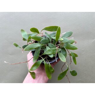 Pyrrosia spec.