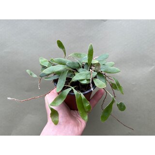 Pyrrosia spec.