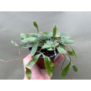 Pyrrosia spec.
