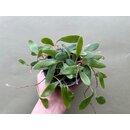 Pyrrosia spec.