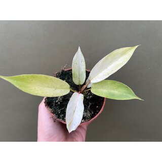 Philodendron snowdrift M