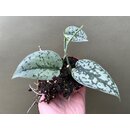 Scindapsus Silver Lady