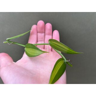 Vanilla planifolia variegata Ableger
