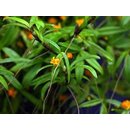 Mediocalcar umboiense