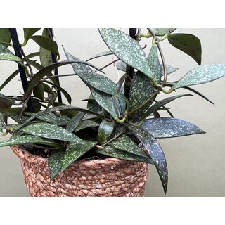 Hoya parviflora spotted XL selten