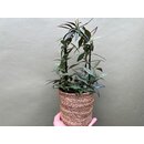 Hoya parviflora spotted leaves XL rare