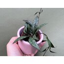 Hoya parviflora spotted Babyplant