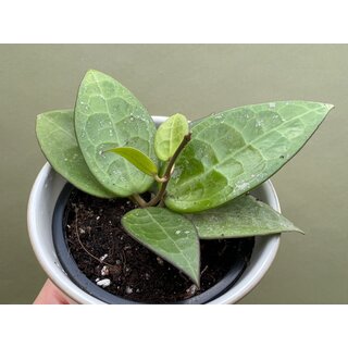Hoya parasitica black edge