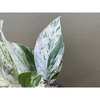 Epipremnum pinnatum marble variegata Ableger