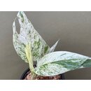 Epipremnum pinnatum marble variegata Ableger