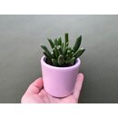 Crassula ovata Coral Babyplant