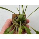 Lecanopteris celebica Ameisenfarn