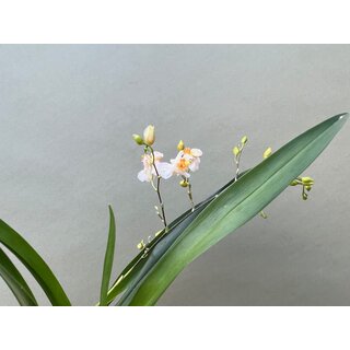 Oncidium orchid mounted
