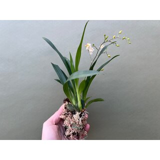 Oncidium Orchidee aufgebunden