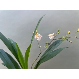 Oncidium Orchidee aufgebunden